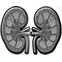 NEPHROLOGY